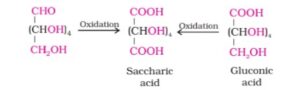 Biomolecules Class 12th: Short and Simple Notes of NCERT 