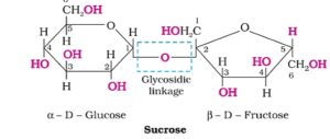 Biomolecules Class 12th: Short and Simple Notes of NCERT 