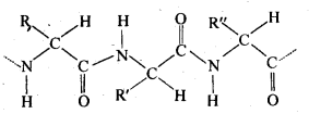 Ncert solution of Biomolecules: Free Pdf Download Class 12th 