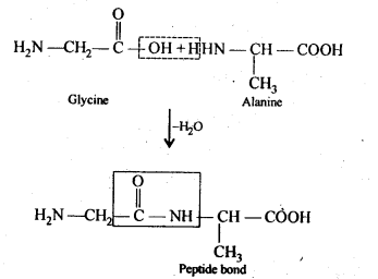 Ncert solution of Biomolecules: Free Pdf Download Class 12th 