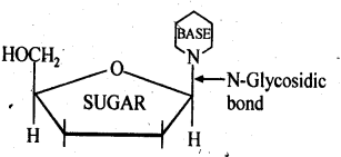 Ncert solution of Biomolecules: Free Pdf Download Class 12th 