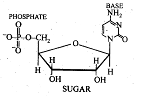 Ncert solution of Biomolecules: Free Pdf Download Class 12th 