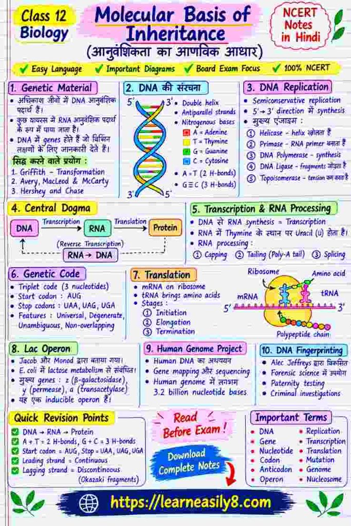 Molecular Basis of Inheritance Class 12 Notes in Hindi