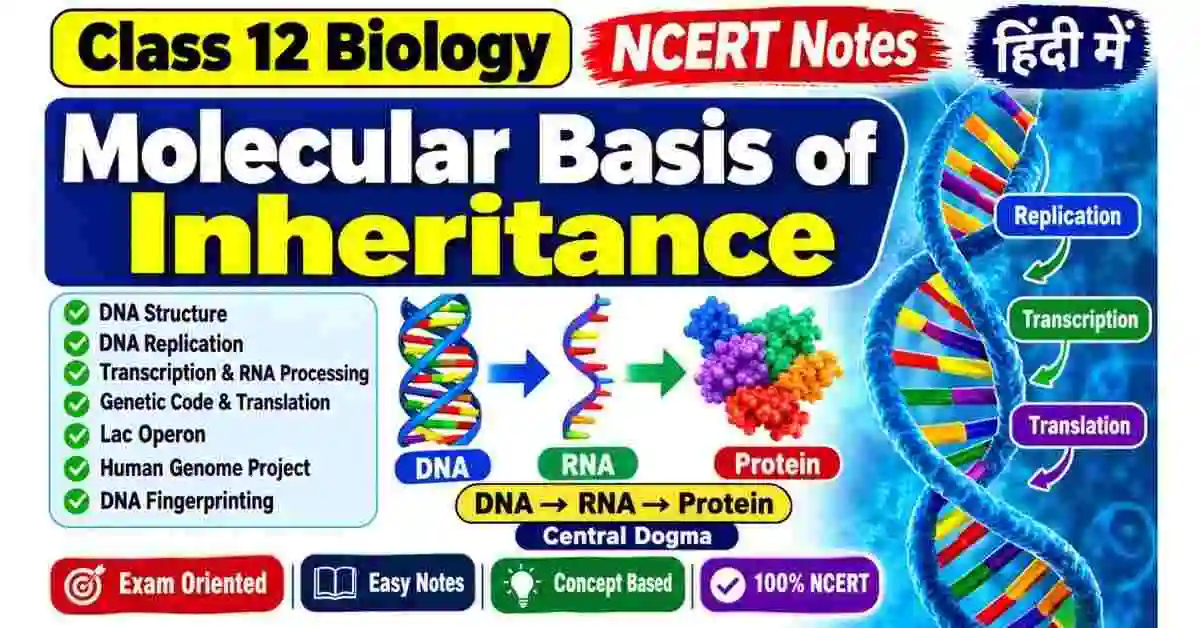 Molecular Basis of Inheritance Class 12 Notes in Hindi