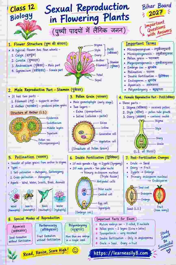 Sexual Reproduction in Flowering Plants Important Questions