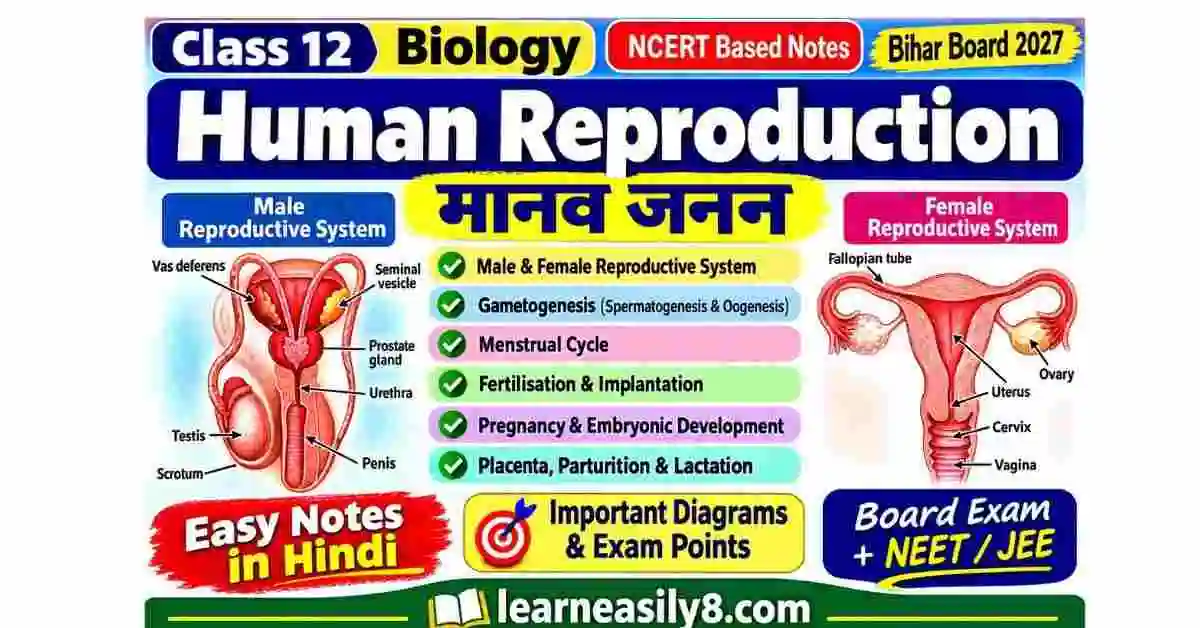 Human Reproduction Class 12 Biology Notes in Hindi