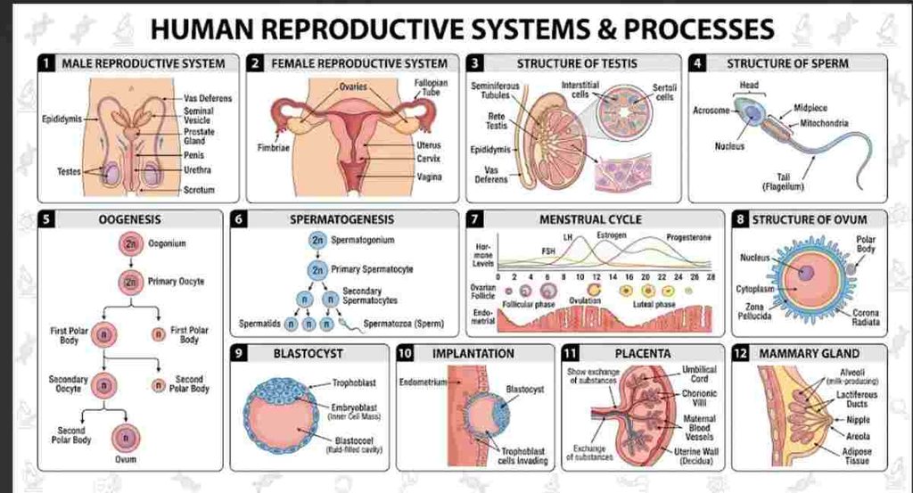 Human Reproduction Class 12 Biology Notes in Hindi
